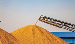 保定玉米行情最新爆料,行情波动，价格走势揭秘